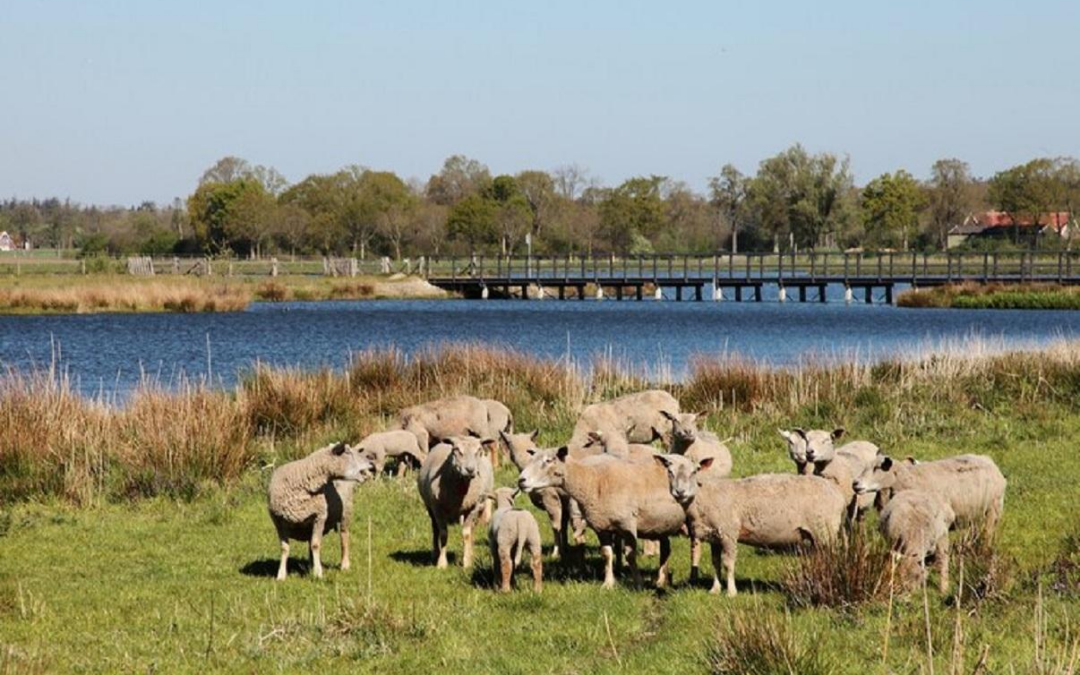 Les merveilles des traditions et paysages avec Camargue Safari Tours